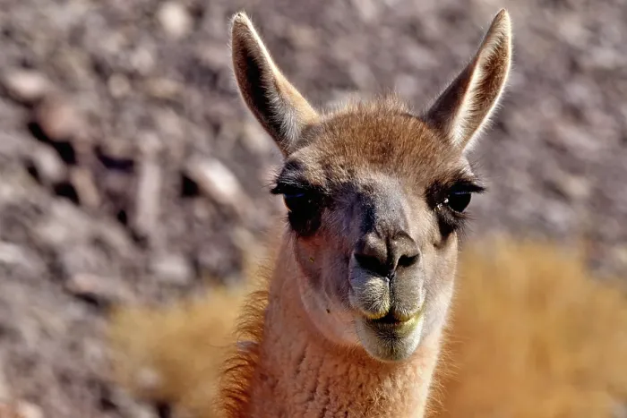 Framed Print : Guanaco (Lama guanicoe cacsilensis) head portrait, Atacama desert, Chile Framed Print : Guanaco (Lama guanicoe cacsilensis) head portrait, Atacama desert, Chile
