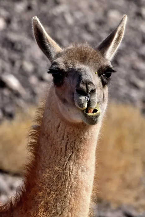 Framed Print : Guanaco (Lama guanicoe cacsilensis) head portrait,  Atacama desert, Chile