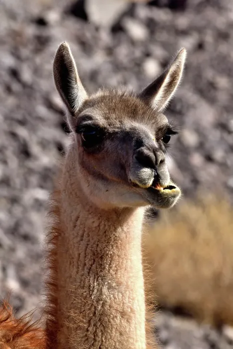 Framed Print : Guanaco (Lama guanicoe cacsilensis) head portrait,  Atacama desert, Chile