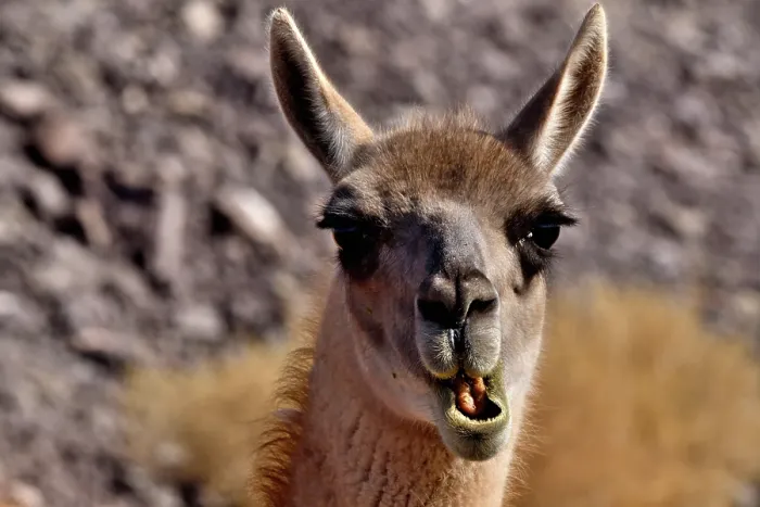 Framed Print : Guanaco (Lama guanicoe cacsilensis) head portrait,  Atacama desert, Chile