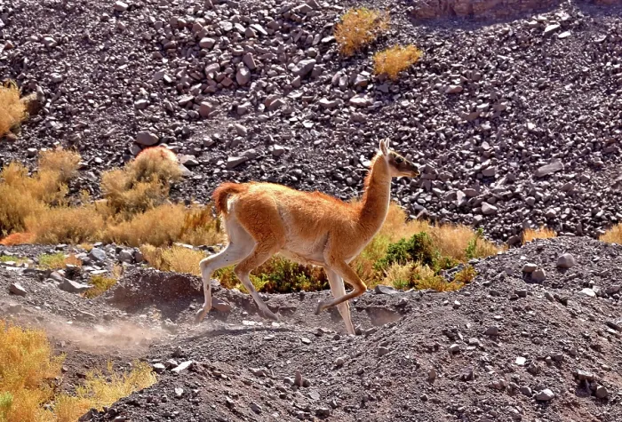 Framed Print : Guanaco (Lama guanicoe cacsilensis) running over rocky desert landscape, Atacama desert, Chile Framed Print : Guanaco (Lama guanicoe cacsilensis) running over rocky desert landscape, Atacama desert, Chile