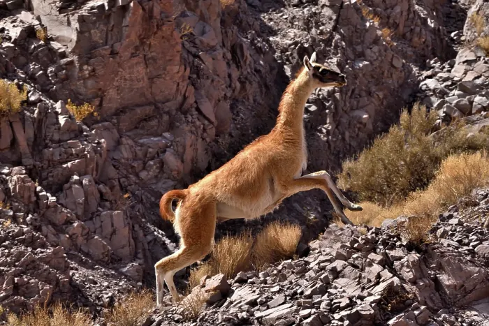 Framed Print : Guanaco (Lama guanicoe cacsilensis) running up rocky hillside, Atacama desert, Chile Framed Print : Guanaco (Lama guanicoe cacsilensis) running up rocky hillside, Atacama desert, Chile