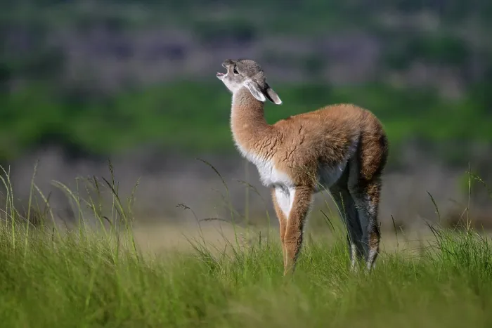 Framed Print : Guanaco (Lama guanicoe) calf, calling, La Pampa Province, Patagonia, Argentina Framed Print : Guanaco (Lama guanicoe) calf, calling, La Pampa Province, Patagonia, Argentina