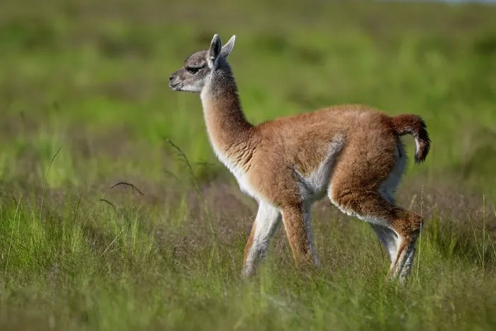 Framed Print : Guanaco (Lama guanicoe) calf walking through pampas grassland, La Pampa Province, Patagonia, Argentina Framed Print : Guanaco (Lama guanicoe) calf walking through pampas grassland, La Pampa Province, Patagonia, Argentina
