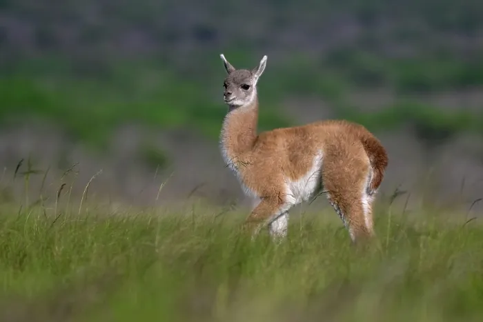 Framed Print : Guanaco (Lama guanicoe) calf, walking through pampas grassland, La Pampa Province, Patagonia, Argentina Framed Print : Guanaco (Lama guanicoe) calf, walking through pampas grassland, La Pampa Province, Patagonia, Argentina