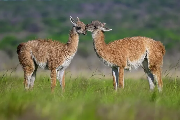 Framed Print : Two Guanaco (Lama guanicoe) calves displaying nose to nose social behavior, La Pampa Province, Patagonia, Argentina Framed Print : Two Guanaco (Lama guanicoe) calves displaying nose to nose social behavior, La Pampa Province, Patagonia, Argentina