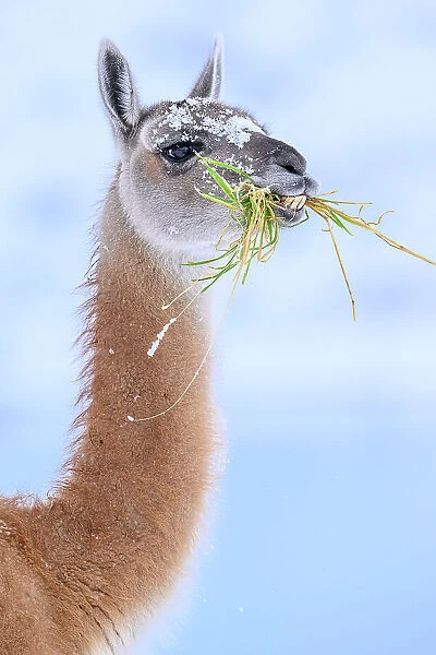 Guanaco (Lama guanicoe) chewing grass, head portrait, Torres del Paine National Park, Patagonia, Chile
