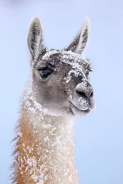 Guanaco (Lama guanicoe) dusted in snow, head portrait, Torres del Paine National Park, Patagonia, Chile