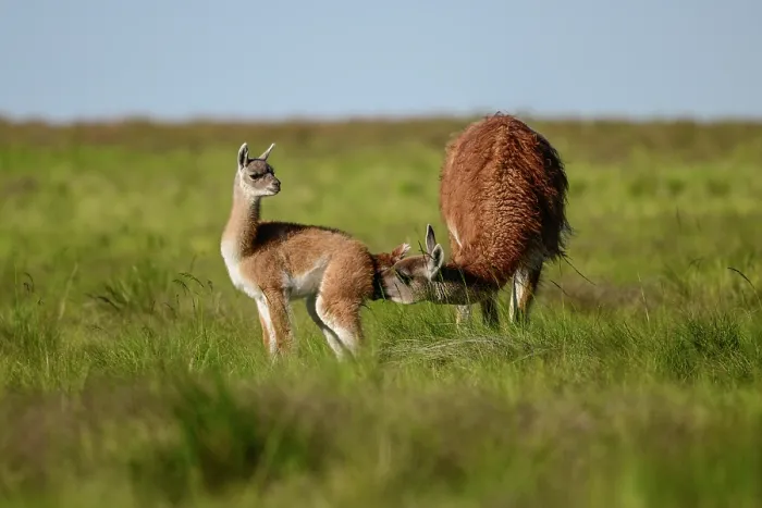 Framed Print : Guanaco (Lama guanicoe) female, sniffing her calf's genital area in recognition, La Pampa Province, Patagonia, Argentina Framed Print : Guanaco (Lama guanicoe) female, sniffing her calf's genital area in recognition, La Pampa Province, Patagonia, Argentina