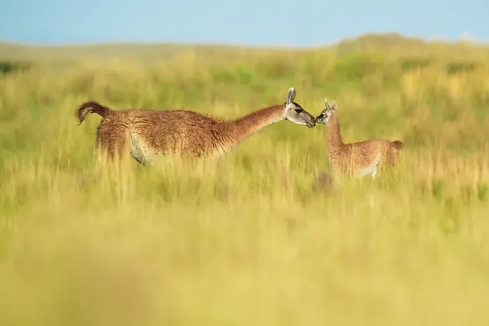 Framed Print : Guanaco (Lama guanicoe) female and newborn baby, nose to nose in grassland. La Pampa Province, Argentina Framed Print : Guanaco (Lama guanicoe) female and newborn baby, nose to nose in grassland. La Pampa Province, Argentina