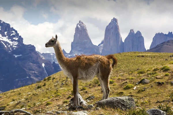 Guanaco (Lama guanicoe) in grassland with Torres del Paine rock towers in background