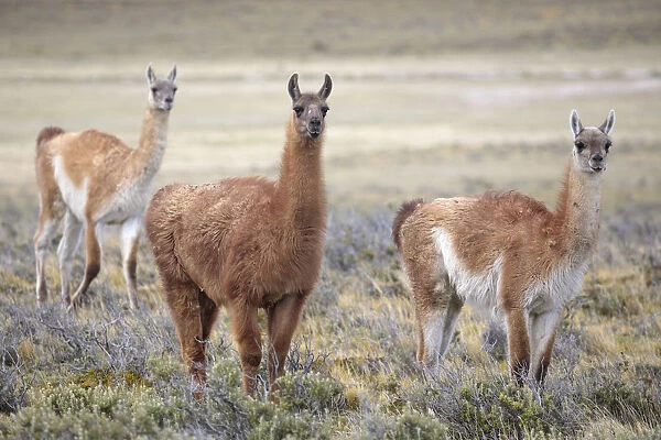 Guanaco (Lama guanicoe) grazing on grassland plain, Patagonia, Chile. Novmeber