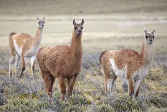 Framed Print : Guanaco (Lama guanicoe) grazing on grassland plain, Patagonia, Chile. Novmeber Framed Print : Guanaco (Lama guanicoe) grazing on grassland plain, Patagonia, Chile. Novmeber