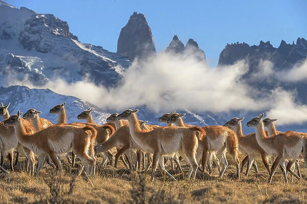 Guanaco (Lama guanicoe) herd with the Towers granite rock formation and low cloud in background, Torres del Paine National Park, Patagonia, Chile