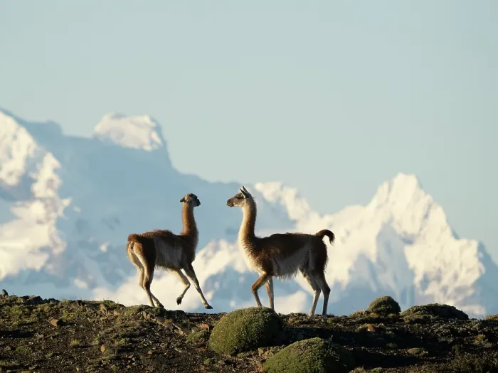 Framed Print : Two Guanaco (Lama guanicoe) males, fighting with snow-covered mountains behind, private estancia oustside of Torres del Paine National Park, Patagonia, Chile