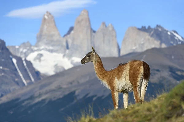 Guanaco (Lama guanicoe) standing, towers of Torres del Paine National Park in background