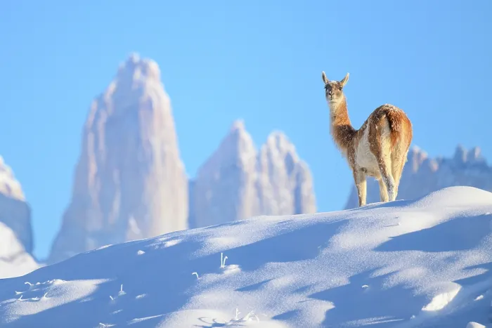 Framed Print : Guanaco (Lama guanicoe) standing in deep snow, with Towers in the background, Torres del Paine National Park, Patagonia, Chile Framed Print : Guanaco (Lama guanicoe) standing in deep snow, with Towers in the background, Torres del Paine National Park, Patagonia, Chile