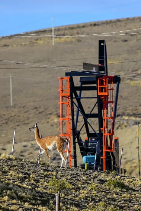 Framed Print : Guanaco (Lama guanicoe) standing on scrubland with oil extraction facilities in the background, near Comodoro Rivadavia, Chubut, Patagonia, Argentina Framed Print : Guanaco (Lama guanicoe) standing on scrubland with oil extraction facilities in the background, near Comodoro Rivadavia, Chubut, Patagonia, Argentina