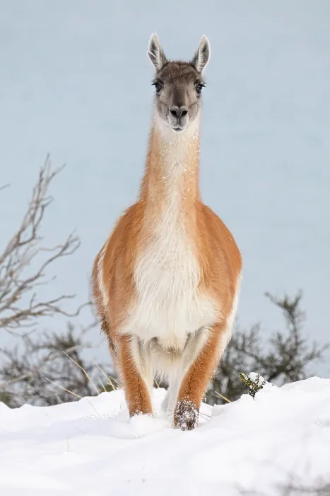 Framed Print : Guanaco (Lama guanicoe) standing in snow on the shore of Lago Pehoe, Torres del Paine National Park, Patagonia, Chile Framed Print : Guanaco (Lama guanicoe) standing in snow on the shore of Lago Pehoe, Torres del Paine National Park, Patagonia, Chile