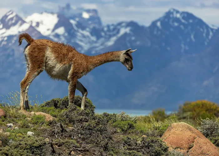Framed Print : Guanaco (Lama guanicoe) walking over rocky ground with the mountains of Argentinian Patagonia in background, El Chalten, Argentina Framed Print : Guanaco (Lama guanicoe) walking over rocky ground with the mountains of Argentinian Patagonia in background, El Chalten, Argentina