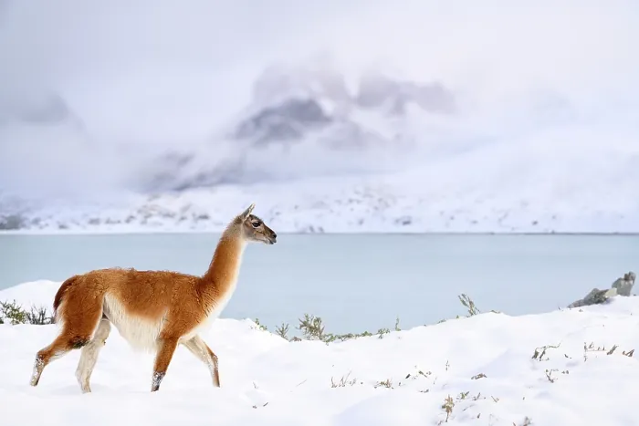 Framed Print : Guanaco (Lama guanicoe) walking along snow-covered shore of Lago Pehoe, with Torres del Paine massif in the background, Torres del Paine National Park, Patagonia, Chile Framed Print : Guanaco (Lama guanicoe) walking along snow-covered shore of Lago Pehoe, with Torres del Paine massif in the background, Torres del Paine National Park, Patagonia, Chile