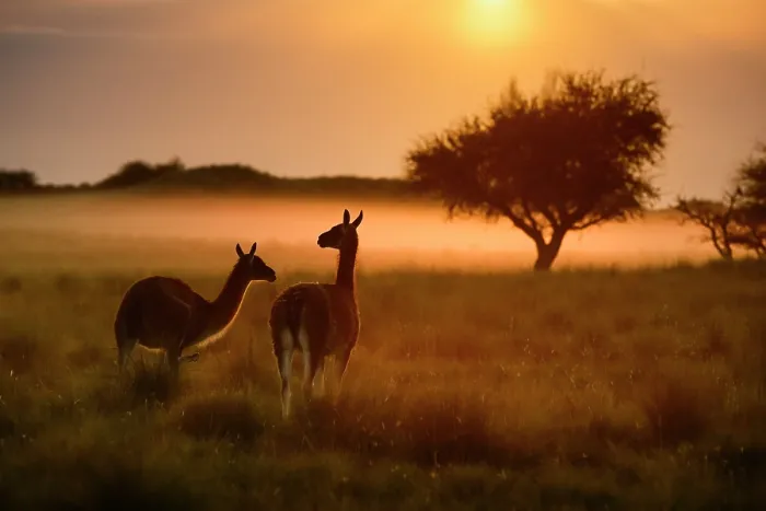 Framed Print : Two Guanacos (Lama guanicoe) backlit at dawn, La Pampa Province, Patagonia, Argentina Framed Print : Two Guanacos (Lama guanicoe) backlit at dawn, La Pampa Province, Patagonia, Argentina