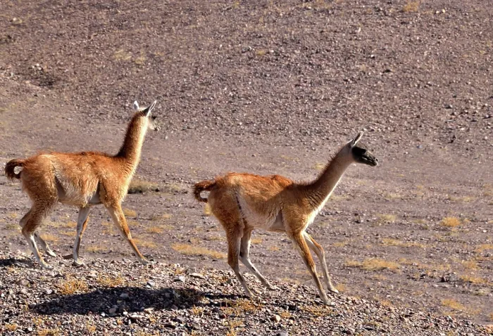 Framed Print : Two Guanacos (Lama guanicoe cacsilensis) running, Atacama desert, Chile Framed Print : Two Guanacos (Lama guanicoe cacsilensis) running, Atacama desert, Chile