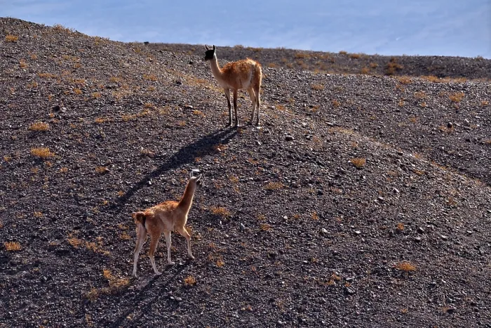 Framed Print : Two Guanacos (Lama guanicoe cacsilensis) walking over desert landscape, Atacama desert, Chile Framed Print : Two Guanacos (Lama guanicoe cacsilensis) walking over desert landscape, Atacama desert, Chile