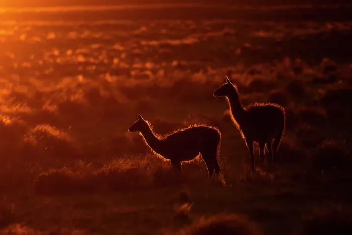 Framed Print : Two Guanacos (Lama guanicoe) female and calf standing in grassland backlit at sunset, La Pampa Province, Patagonia, Argentina