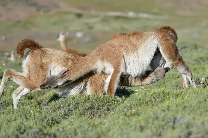 Framed Print : Guanacos (Lama guanicoe), two males fighting, trying to over power opponent and bite Framed Print : Guanacos (Lama guanicoe), two males fighting, trying to over power opponent and bite
