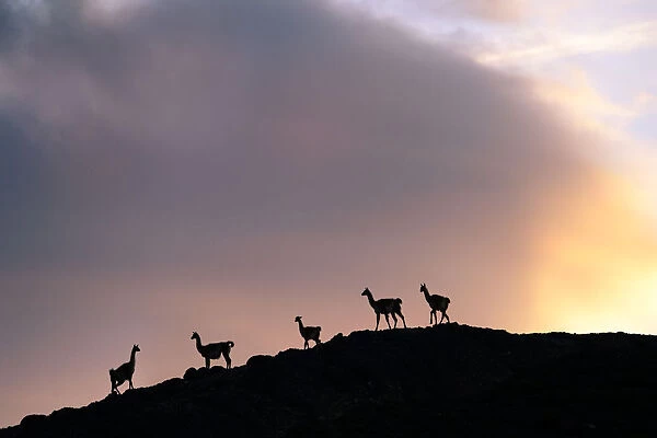 Guanacos (Lama guanicoe), five silhouetted on slope in evening. Torres del Paine National Park