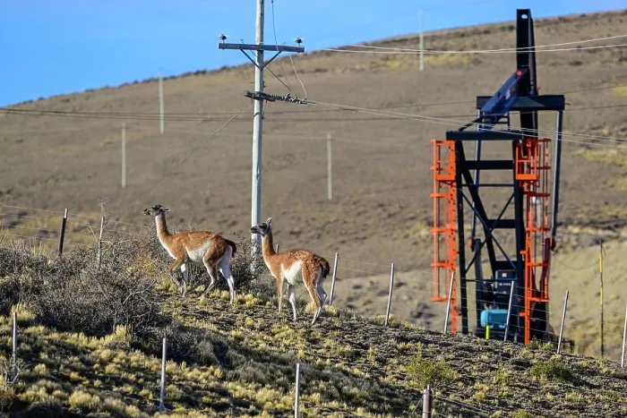 Framed Print : Two Guanacos (Lama guanicoe) standing on scrubland with oil extraction facilities in the background, near Comodoro Rivadavia, Chubut, Patagonia, Argentina Framed Print : Two Guanacos (Lama guanicoe) standing on scrubland with oil extraction facilities in the background, near Comodoro Rivadavia, Chubut, Patagonia, Argentina