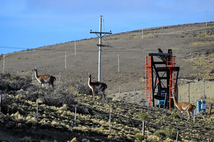 Framed Print : Three Guanacos (Lama guanicoe) standing on scrubland with oil extraction facilities in the background, near Comodoro Rivadavia, Chubut, Patagonia, Argentina Framed Print : Three Guanacos (Lama guanicoe) standing on scrubland with oil extraction facilities in the background, near Comodoro Rivadavia, Chubut, Patagonia, Argentina