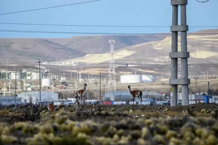 Framed Print : Three Guanacos (Lama guanicoe) standing on scrubland with oil extraction facilities in the background, near Comodoro Rivadavia, Chubut, Patagonia, Argentina Framed Print : Three Guanacos (Lama guanicoe) standing on scrubland with oil extraction facilities in the background, near Comodoro Rivadavia, Chubut, Patagonia, Argentina