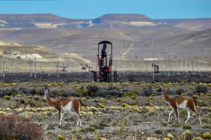 Framed Print : Two Guanacos (Lama guanicoe) walking on scrubland with oil extraction facilities in the background, near Comodoro Rivadavia, Chubut, Patagonia, Argentina Framed Print : Two Guanacos (Lama guanicoe) walking on scrubland with oil extraction facilities in the background, near Comodoro Rivadavia, Chubut, Patagonia, Argentina
