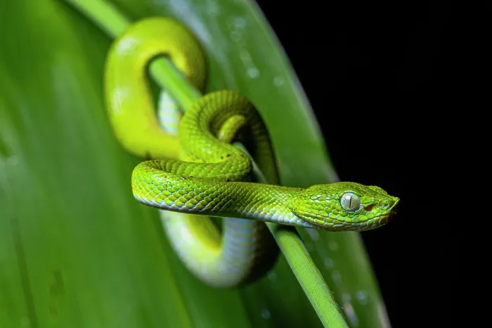 Framed Print : Guatemalan palm pit viper (Bothriechis bicolor) juvenile coiled around plant stem, Tarrales Natural Reserve, Guatemala Framed Print : Guatemalan palm pit viper (Bothriechis bicolor) juvenile coiled around plant stem, Tarrales Natural Reserve, Guatemala