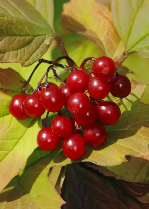 Framed Print : Guelder Rose berries (Viburnum opulus) London, UK, September Framed Print : Guelder Rose berries (Viburnum opulus) London, UK, September
