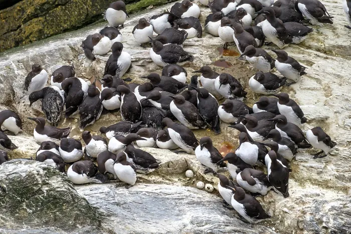 Framed Print : Guillemot (Uria aalge albionis) colony, both bridled and unbridled varieties perche on rocks at Sumburgh Head Nature Reserve, Shetland, Scotland, UK. June Framed Print : Guillemot (Uria aalge albionis) colony, both bridled and unbridled varieties perche on rocks at Sumburgh Head Nature Reserve, Shetland, Scotland, UK. June