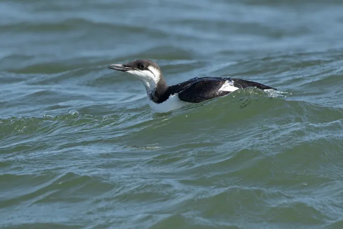 Framed Print : Guillemot (Uria aalge) winter plumage, on water, Norfolk, England, UK. October Framed Print : Guillemot (Uria aalge) winter plumage, on water, Norfolk, England, UK. October