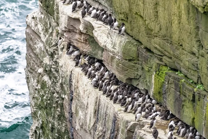 Framed Print : Guillemots (Uria aalge) colony perched on cliff ledge, Noss, Shetland Islands, Scotland, UK. June Framed Print : Guillemots (Uria aalge) colony perched on cliff ledge, Noss, Shetland Islands, Scotland, UK. June