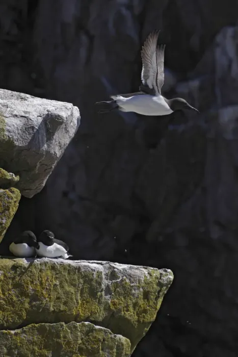 Framed Print : Guillemots (Uria aalge) one in flight, two sitting on rock, Saltee Islands, County Wexford Framed Print : Guillemots (Uria aalge) one in flight, two sitting on rock, Saltee Islands, County Wexford