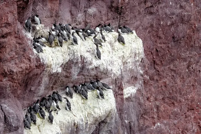 Framed Print : Guillemots (Uria aalge) nesting colony on cliff face, St. Abb's Head National Nature Reserve, Berwickshire, Scotland, UK. May Framed Print : Guillemots (Uria aalge) nesting colony on cliff face, St. Abb's Head National Nature Reserve, Berwickshire, Scotland, UK. May
