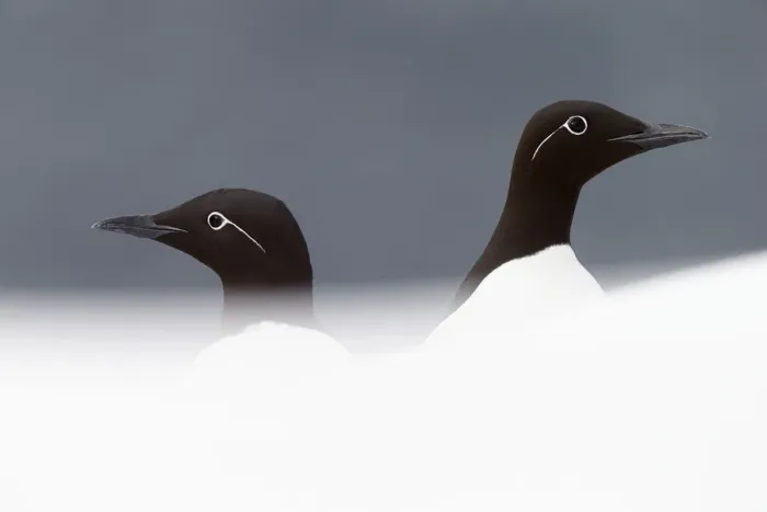 Framed Print : Two Guillemots (Uria aalge), Vardo, Norway, March Framed Print : Two Guillemots (Uria aalge), Vardo, Norway, March