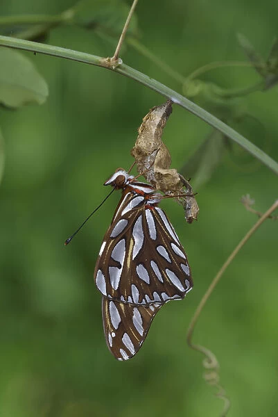 Gulf fritillary butterfly (Agraulis vanillae) expanding wings after emerging