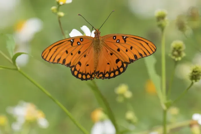 Framed Print : Gulf fritillary butterfly (Agraulis vanillae) North Florida, USA, September