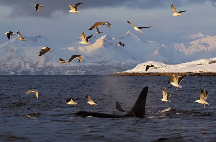 Framed Print : Gulls flying above two Killer whales / Orcas (Orcinus orca) surfacing, Tysfjord, Norway Framed Print : Gulls flying above two Killer whales / Orcas (Orcinus orca) surfacing, Tysfjord, Norway