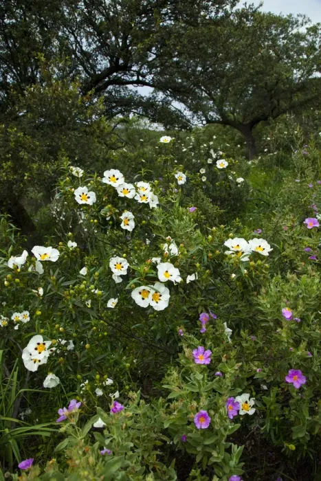 Framed Print : Gum rockrose (Cistus ladanifer). Sierra de Andujar Natural Park, Jaen, Andalusia, Spain Framed Print : Gum rockrose (Cistus ladanifer). Sierra de Andujar Natural Park, Jaen, Andalusia, Spain