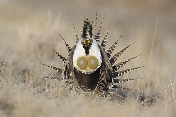 Gunnison sage-grouse (Centrocercus minimus) male displaying at a lek. Gunnison County, Colorado