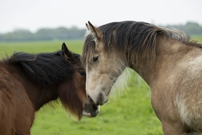 Framed Print : Gypsy Vanner colts greeting by touching noses on flood plain, Port Meadow, Oxford, Oxfordshire, England, May Framed Print : Gypsy Vanner colts greeting by touching noses on flood plain, Port Meadow, Oxford, Oxfordshire, England, May