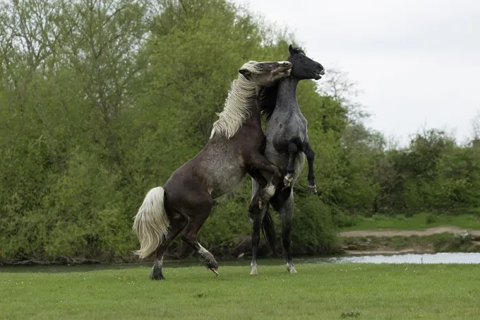 Framed Print : Gypsy vanner colts playfighting on flood plain, Port Meadow, Oxford, Oxfordshire, England, May Framed Print : Gypsy vanner colts playfighting on flood plain, Port Meadow, Oxford, Oxfordshire, England, May
